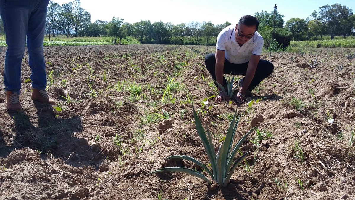 Siembra de maguey con la profesora Margarita en Guadalupe Hidalgo CNC oax