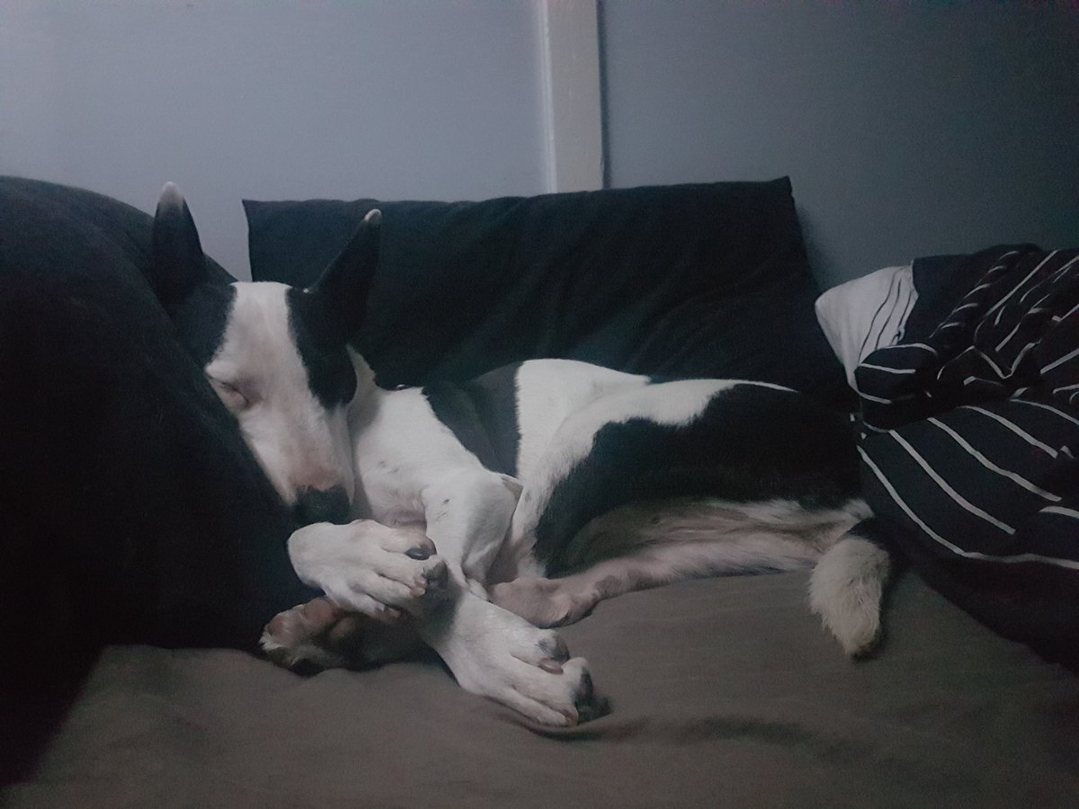 NathanM1871's tweet photo. @JaidenAnimation this is girl. Followed me home one night and no one claimed her and at the time our pound wasn't good so i kept her https://t.co/i0VcU3oZel