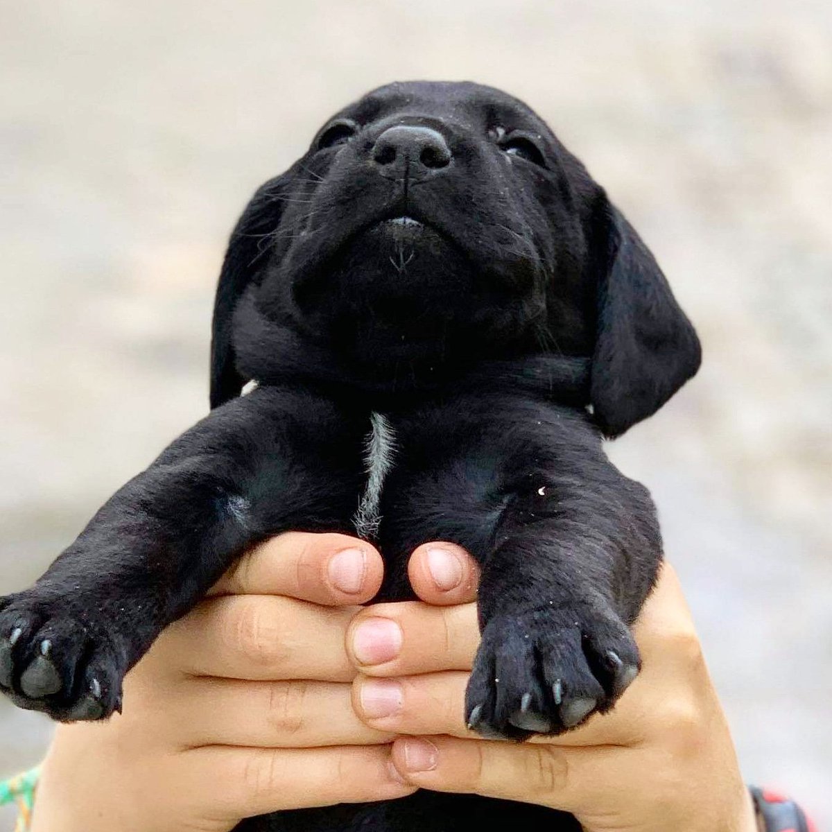 On m'a appelé Simba aujourd'hui, alors que je m'appelle Pruffe !

🐾 #Pruffe #PruffeLeLabrador #LabradorRetrieverNoir #labrador #Labradorsdebelgique #lovemydoggy #blacklabsquad #Blacklabrador #BlackLabradorRetriever #puppylove #puppiesotwitter #puppies #puppylab #Chiot #chien