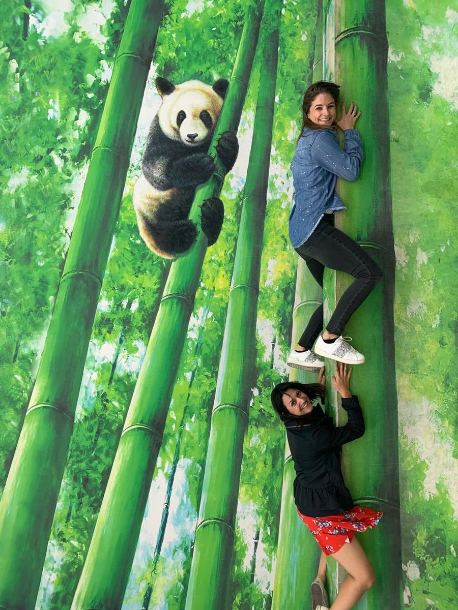 PatyluOficial's tweet photo. Antes con los pingüinos, ahora con los pandas y con mi comadre Mariana!!! Les gustan los pandas???? 🔝💥🐼💗😄 #Pandas #Bambú #Trickeye #Museo #comadre @trickeyemx https://t.co/miwx9OzrfG