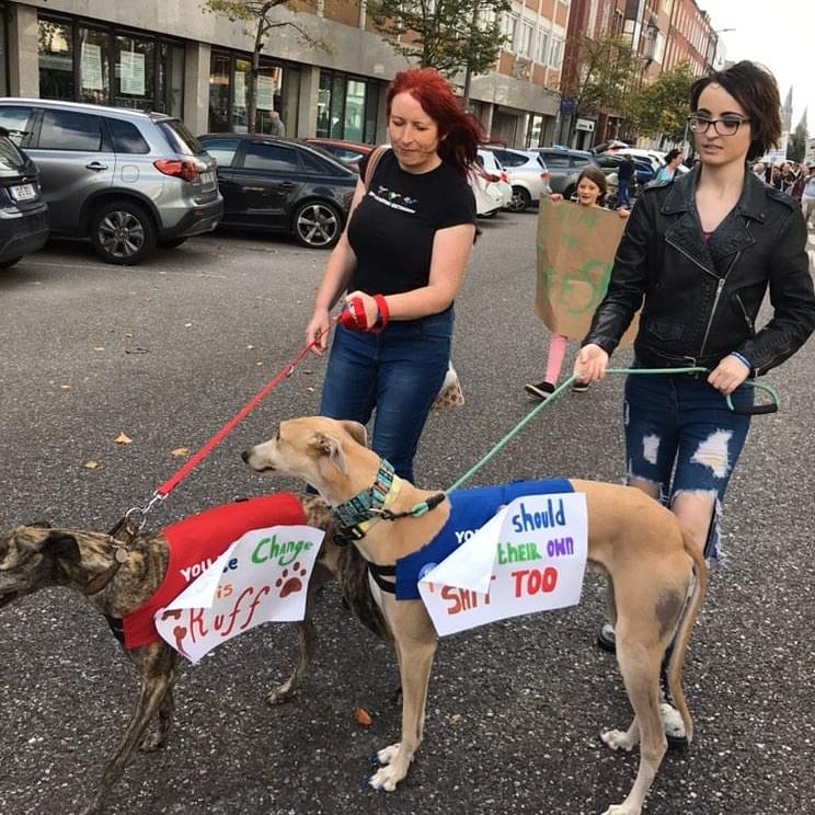 GreyhoundRobert's tweet photo. @saoi4climate Fellow Greyhound Molly joined in too! She "borrowed" one of my signs, and we took up the rear of the march! If Molly had her way we'd be leading it! #climatedogs #greyhounds #dogsforclimate #ecodog  #twitterhounds #climatestrike #petsnotbets #rescuednotretired https://t.co/pNGfjrnUBY