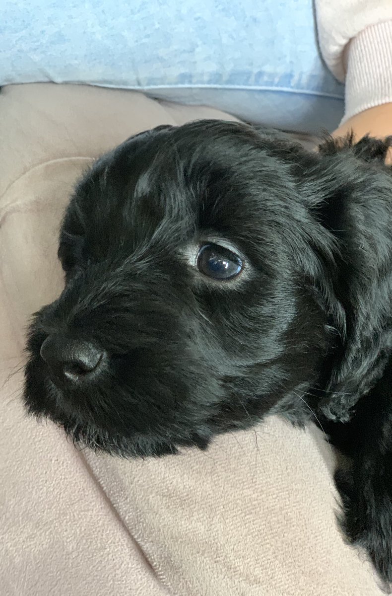 McginnEdel's tweet photo. Our last ‘supervised visit’ before this wee dote joins her new mum 💚 #doggielove #grandpup #labradoodle #cute https://t.co/diuXmuHtfD