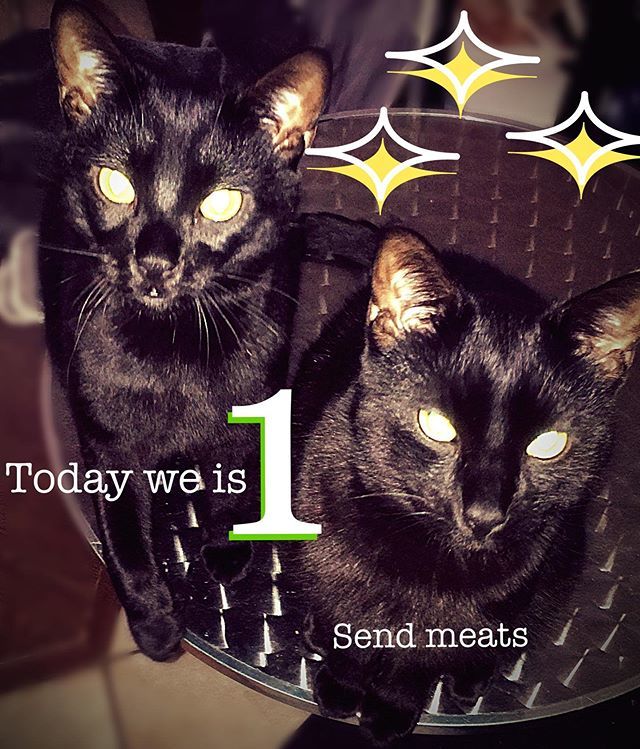 jagerarts's tweet photo. Today these 2 house panthers are 1 year old! They are amazing little ninjas that brighten every minute of every day! Love these boys until the end of time and beyond! 
They have informed me they would like any nip related gifts and or meat. They are a bi… https://t.co/Uv2lfPgJhf https://t.co/OgkiY7O1gB