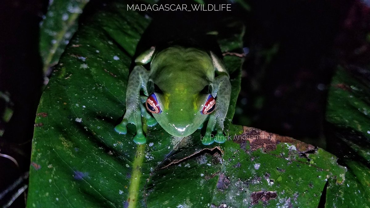 PatrickAndriam4's tweet photo. #Boophis_luteus
#FrogsofMadagascar #AmphibiansofMadagascar
#TraveltoMadagascar 
#VehiclesrentMadagascar
#Madagascar_wildlife
#byPatrickAndriamihaja https://t.co/Xx1RhXr2ML