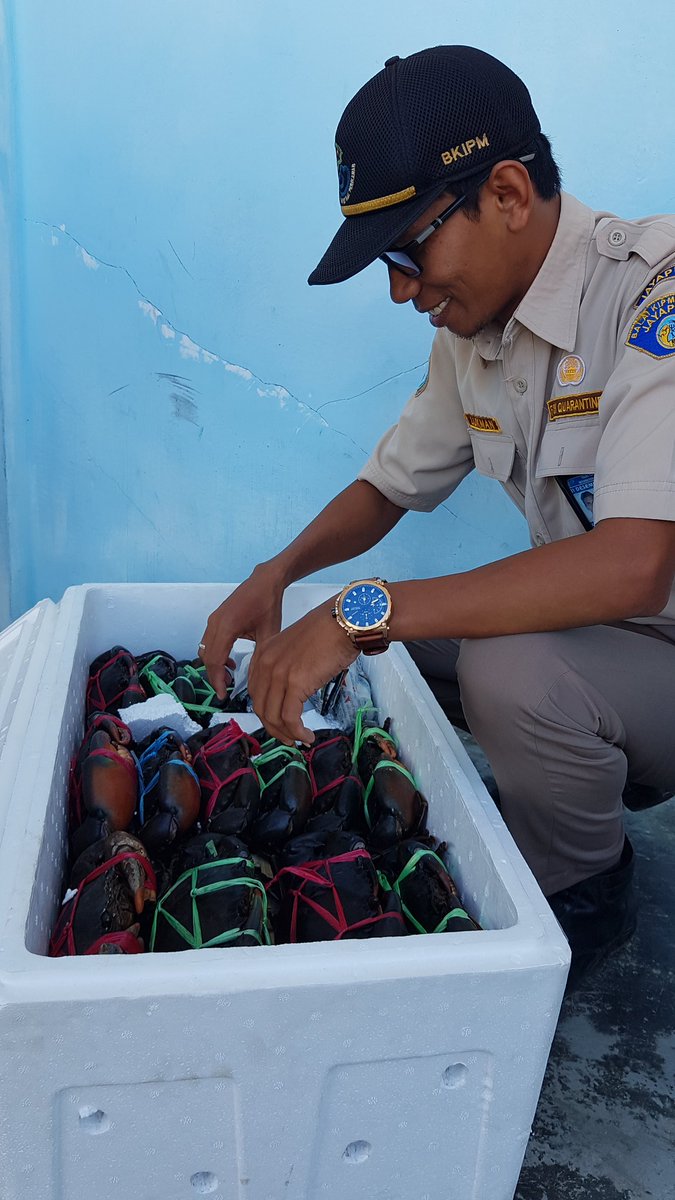 WilkerBiak's tweet photo. Pemeriksaan Media Pembawa Kepiting Bakau 25 ekor 1 Box milik Syamsuddin B. Biak tujuan PT. PLI Jakarta 
@BKIPMJayapura @HumasBKIPM @BKIPMJakartaI https://t.co/hpPnfL301L