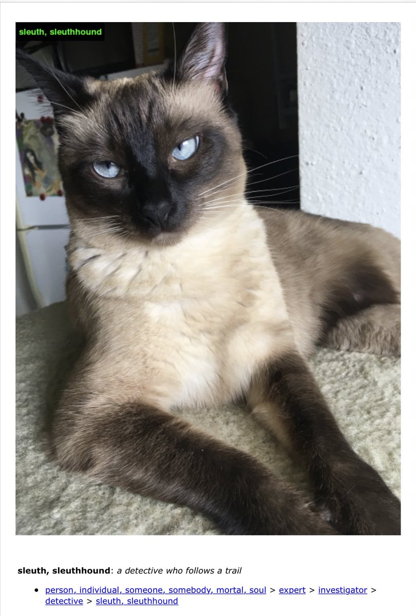 SiameseAddy's tweet image. Hmm 🤔 #imagenetroulette