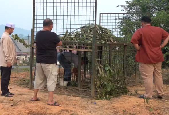 Astro Awani On Twitter Anjing Liar Kucing Jadi Habuan