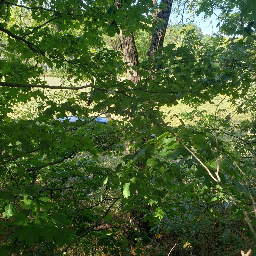 PatFinley1982's tweet image. Hung some stands today. Great looking area. Still going to have a mobile setup.
#publicland
#publiclandwhitetails
#workingclassbowhunter 
#workingclassforyourass