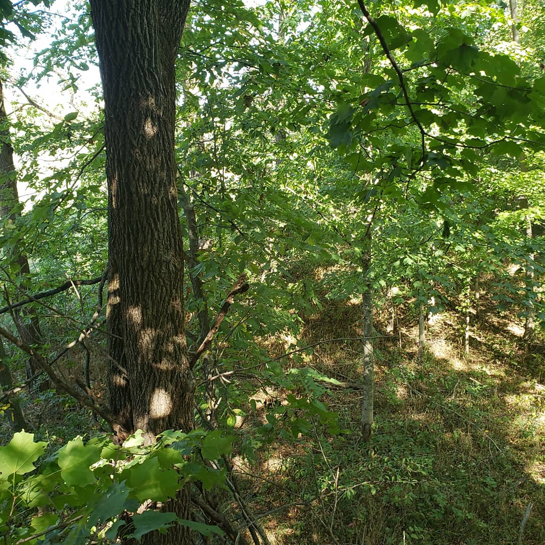PatFinley1982's tweet image. Hung some stands today. Great looking area. Still going to have a mobile setup.
#publicland
#publiclandwhitetails
#workingclassbowhunter 
#workingclassforyourass