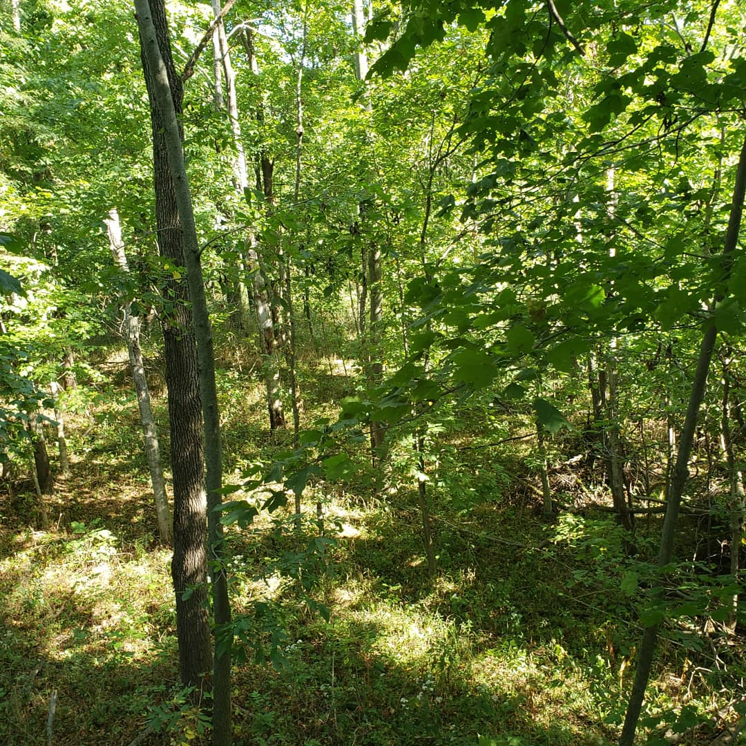 PatFinley1982's tweet image. Hung some stands today. Great looking area. Still going to have a mobile setup.
#publicland
#publiclandwhitetails
#workingclassbowhunter 
#workingclassforyourass