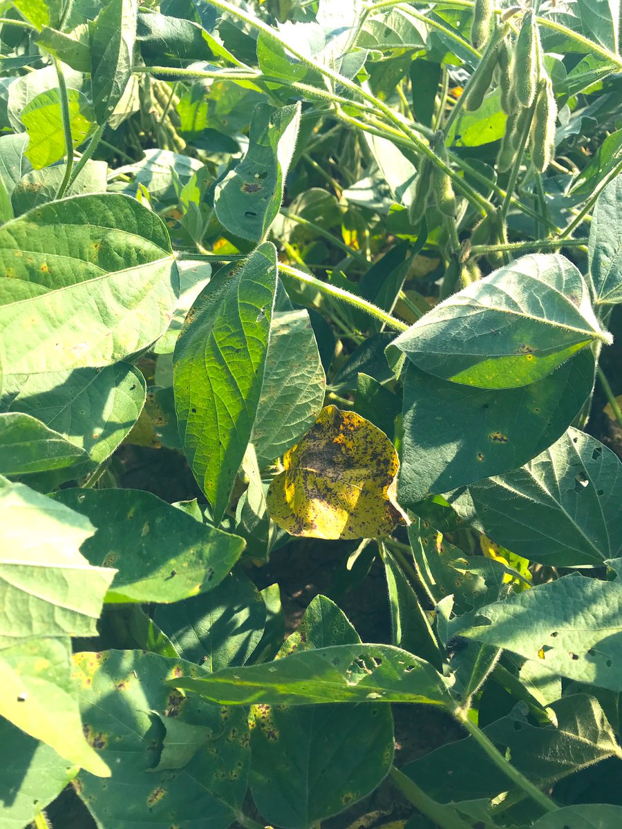 joshtyoung's tweet photo. Checked the beans behind the house. Looks like Canadian DeKalb been up to some shit. #thanksfornothin https://t.co/Gvu8DtvwDE