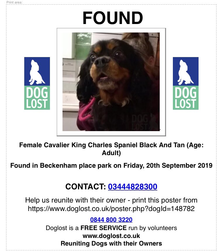 spaniel alert tweet media