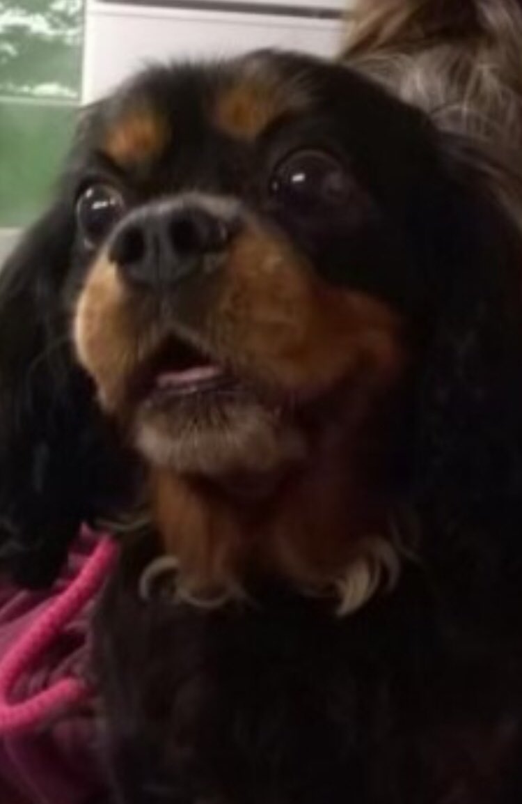 spaniel alert tweet media