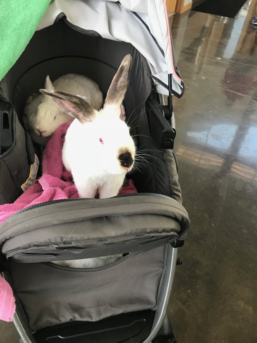bunny in stroller