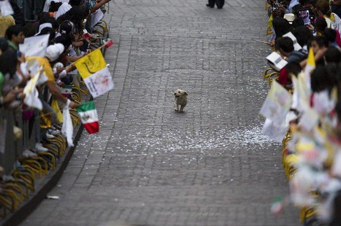 92- Un chien s'offre une haie d'honneur après le passage du Pape Benoit XVI au Mexique.