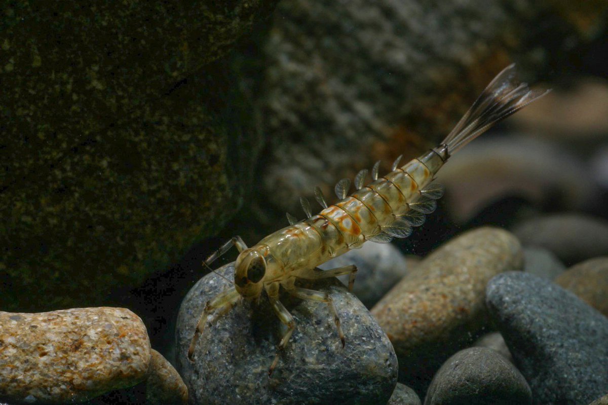 UC Science | Te Kaupeka Pūtaiao (@ucnzscience) on Twitter photo We all know about the kiwi and the kākāpō, but what iconic species are lurking beneath the surface of our rivers and streams? 🦞🐌 Find out with river ecologist <a href="/BarrettIssie/">Dr Issie Barrett</a> <a href="/UCNZ/">University of Canterbury</a>biology @UCNZ 👉bit.ly/inverts-nz
#WorldRiversDay We all know about the kiwi and the kākāpō, but what iconic species are lurking beneath the surface of our rivers and streams? 🦞🐌 Find out with river ecologist <a href="/BarrettIssie/">Dr Issie Barrett</a> <a href="/UCNZ/">University of Canterbury</a>biology @UCNZ 👉bit.ly/inverts-nz
#WorldRiversDay