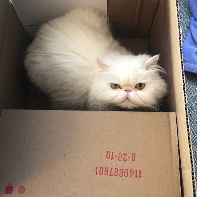 misspicklescat's tweet photo. Your order of sass has arrived from Tar-jay, Meowmie. Next time, add a side of treeeeats, or else! #sassy #sunday #sundayfunday #boxes #catsloveboxes #silly #grumpycat #shopping #target #boxing #meowdel #onlineshopping #delivery https://t.co/Z5F81zhuJk https://t.co/DnOGjzUBrh