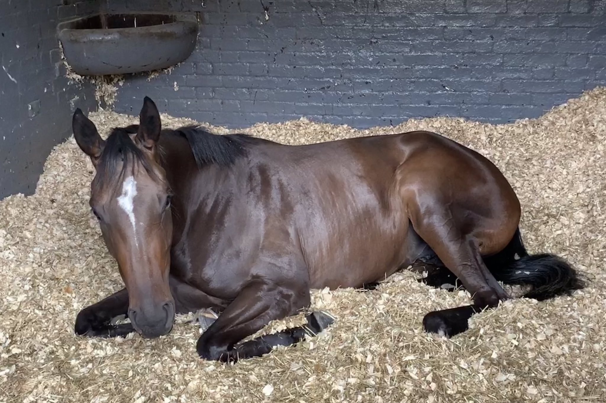 Debs 🏇 on Twitter "The unraced filly Delta’s Royalty. Galileo Royal