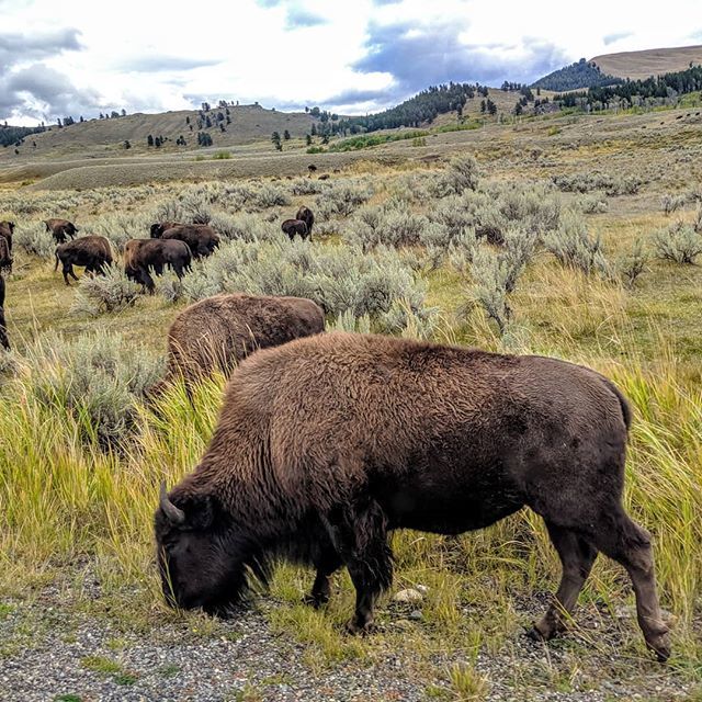 Just one of many, many bison (and other wildlife) we saw during an #incredibleweek at #Yellowstone with @austinadventures Thanks, @samfriedland #hosted #tbex #tmom ift.tt/31ILVvA