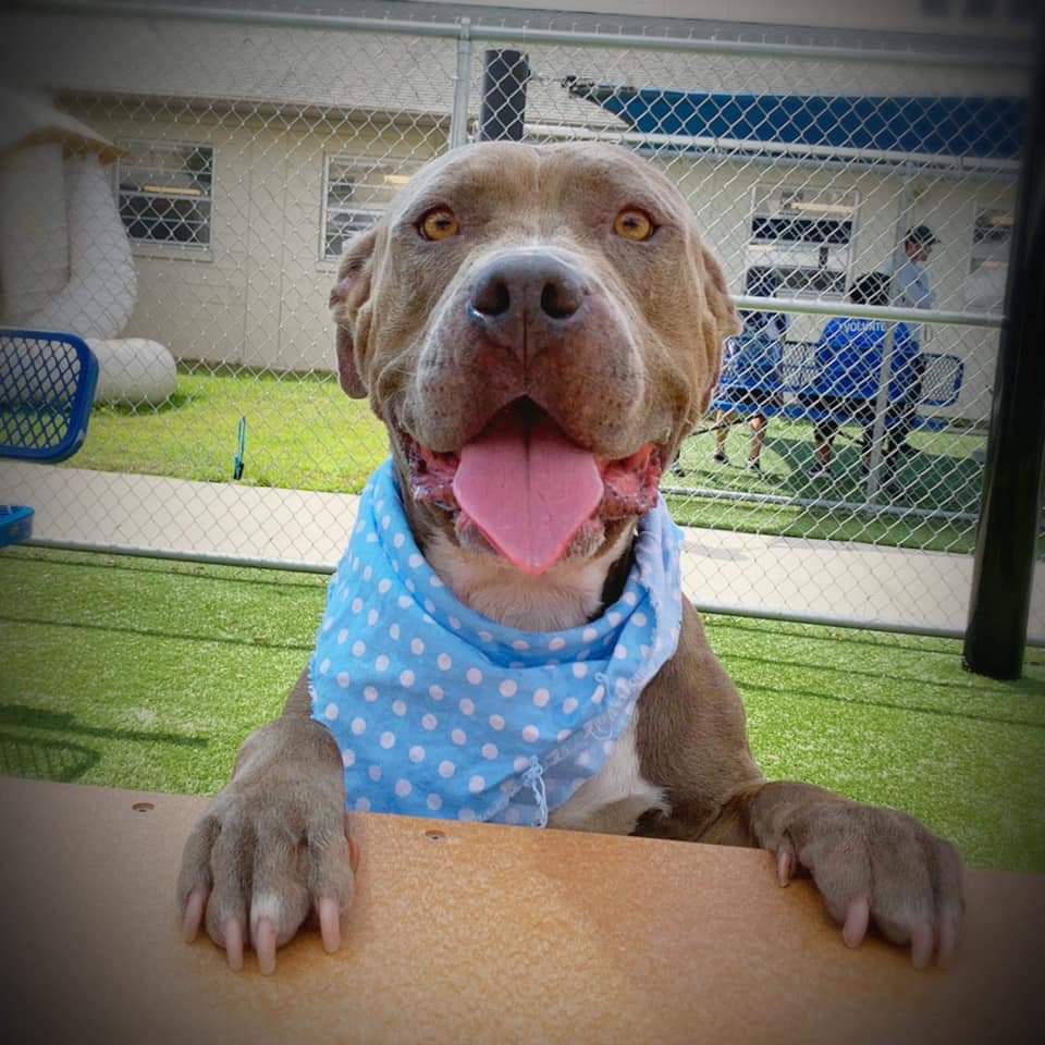 Orlando-Urgent Dogs tweet media