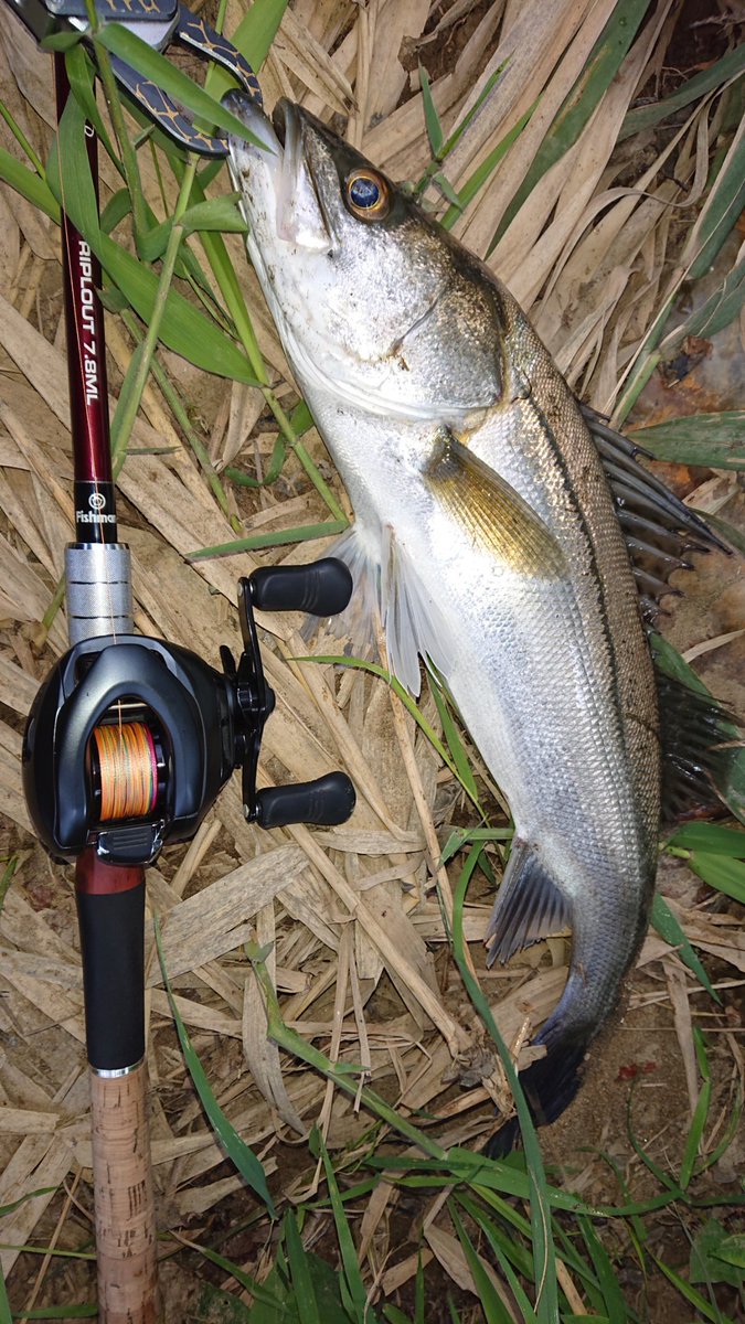 NGTM35KFC's tweet photo. 爆風だけど(笑)
おめめの可愛い
グッドモーニングフィッシュ☆

#Fishman
#Riplout78ML
#SHIMANO
#EXSENCEdc
#山豊テグス
#ストロングPE4 https://t.co/yZ1grVvFgG