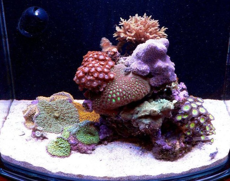 Nano-Reef.com on X: A 12 gallon nano reef celebrates its 11th