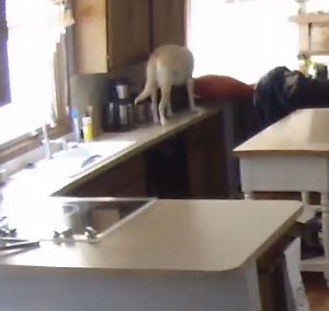 annemkohl's tweet photo. @dog_feelings I still check moms counters. everyday. just in case. ya never know. https://t.co/4m2z67VuOM