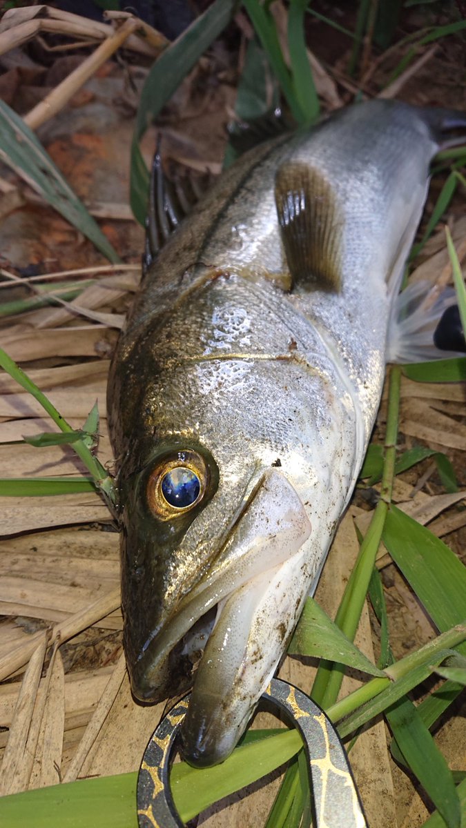 NGTM35KFC's tweet photo. 爆風だけど(笑)
おめめの可愛い
グッドモーニングフィッシュ☆

#Fishman
#Riplout78ML
#SHIMANO
#EXSENCEdc
#山豊テグス
#ストロングPE4 https://t.co/yZ1grVvFgG