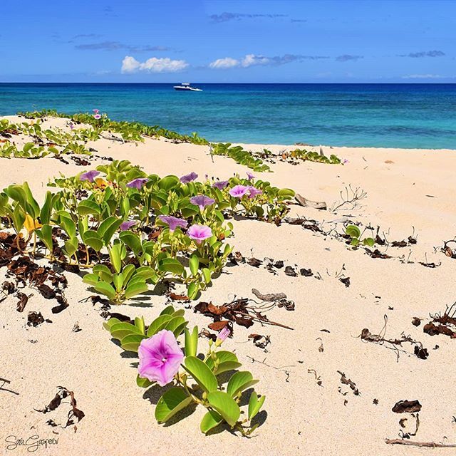 Beautiful day for a stroll on the beach.
.
.
.
.
.
#hawaii #bigisland #pohuehue #ipomea #beach #hawaiilife #wanderlust #islandlife #explorehawaii #aloha #travelphotography #hawaiian #nature #HIlife #beautifulday ift.tt/31IL8uE