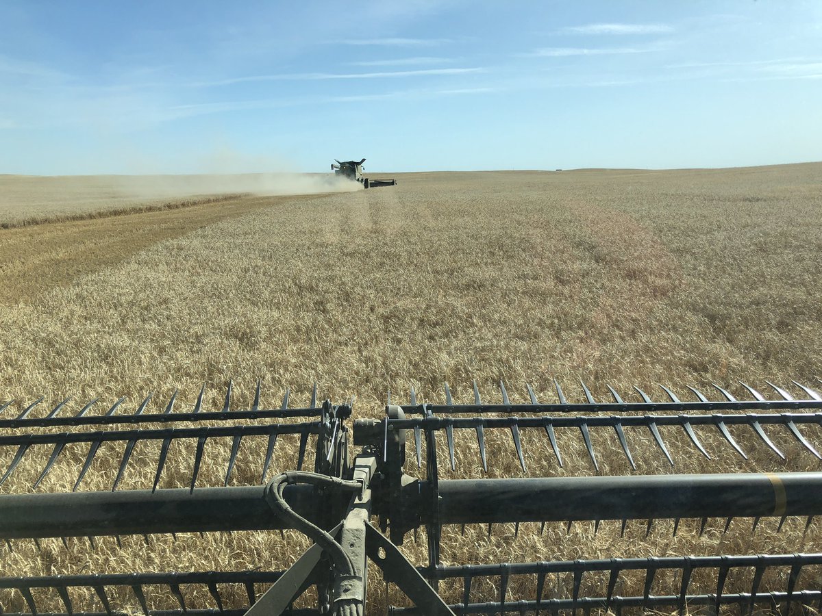CoryDean88's tweet image. Thrashing a little Wheat today. #Breadmakers