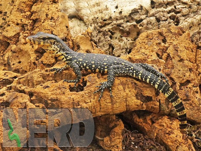 MorphMarket on Twitter: "CBB NERD Socialized Het Black Dragon Water