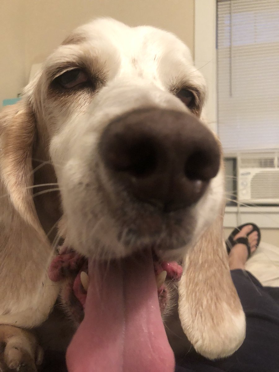 k_westphaln's tweet photo. I can’t tell if he’s celebrating Sunday or mourning Monday... #DroopyGrouper #BassetHound #BestFriend #JustHoundingAround @BassetHounds_ @bassethoundlove #DogsOfAcademia https://t.co/gp7F1BkIBn