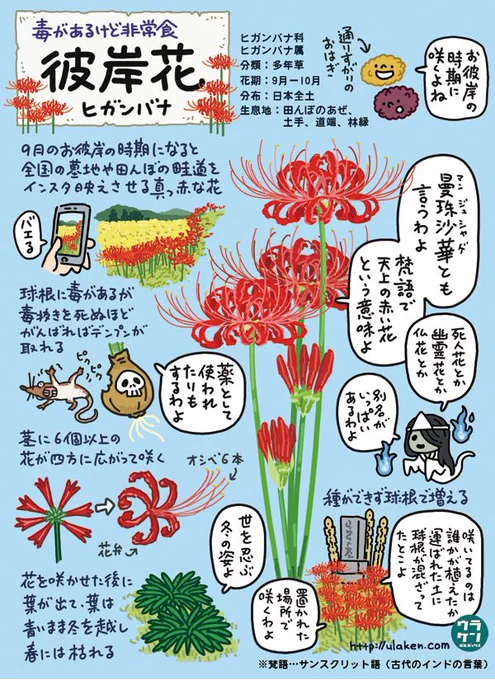 本日、秋分の日ということでの図解再UP。球根に毒があるけど、毒抜きを死ぬほど頑張ればデンプンが取れます。

#秋分の日 #お彼岸 #曼珠沙華 ＃彼岸花
【お彼岸】彼岸花イラスト図解＆マンガ… 