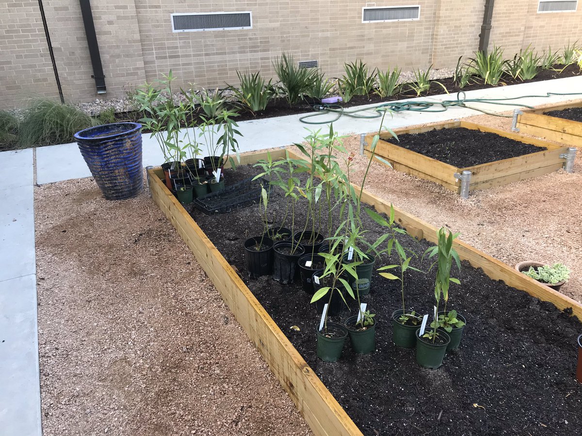 JeezMrGarnett's tweet photo. We have milkweed! Just in time for the monarch migration! #MigrationStation https://t.co/LHTnjNrEuw