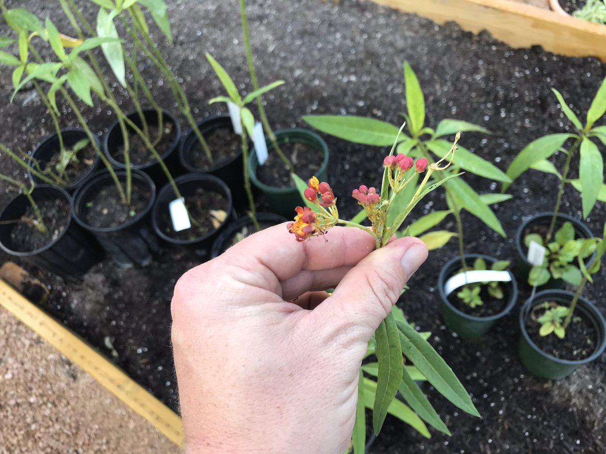 JeezMrGarnett's tweet photo. We have milkweed! Just in time for the monarch migration! #MigrationStation https://t.co/LHTnjNrEuw