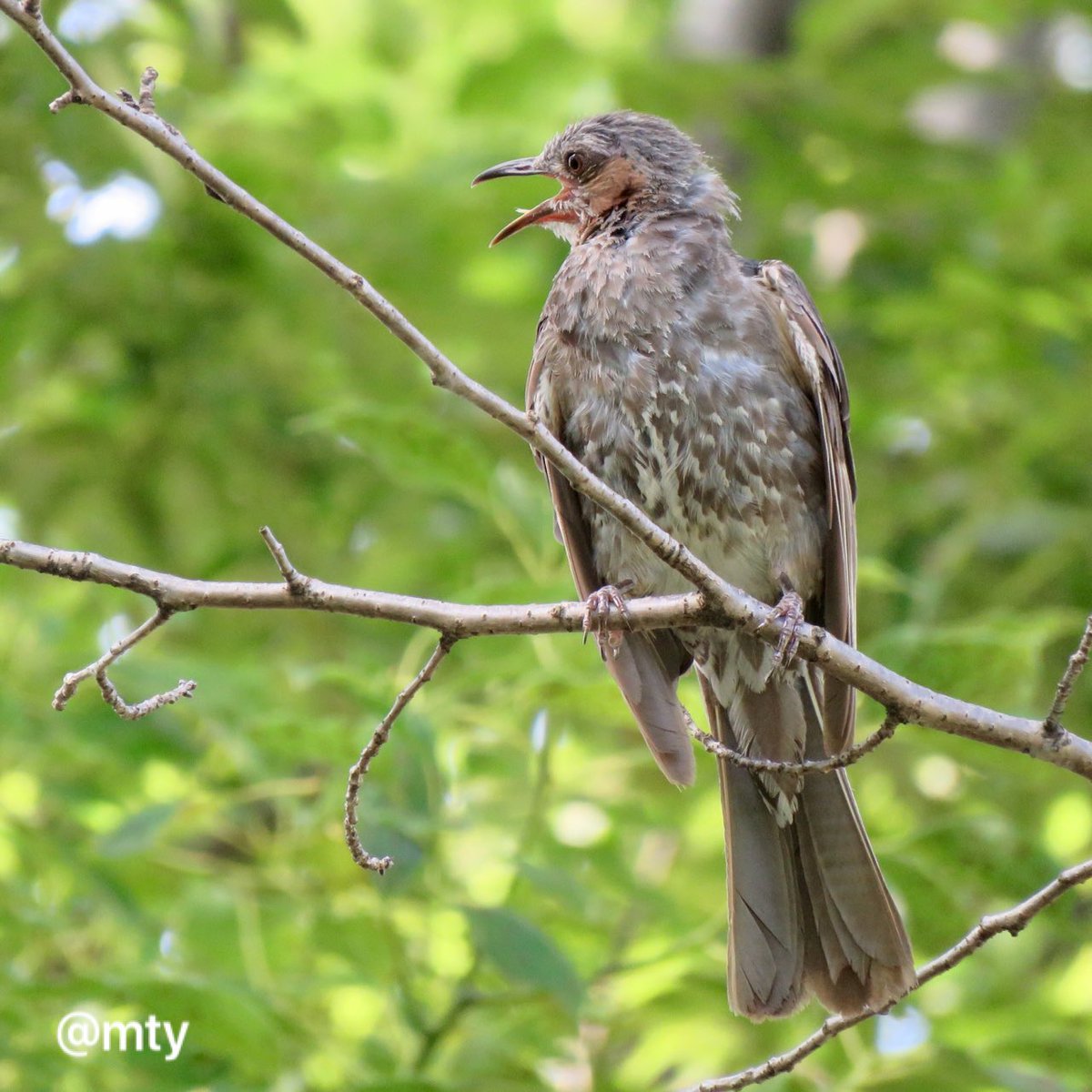 の 鳴き声 ヒヨドリ