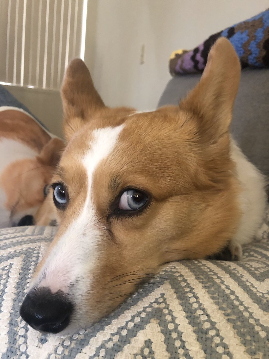 stumpyalice's tweet photo. Raise your hand if 90% of your Sunday is spent on the couch 🛋 🤚 🐾 #LazySunday https://t.co/la91gunmtT