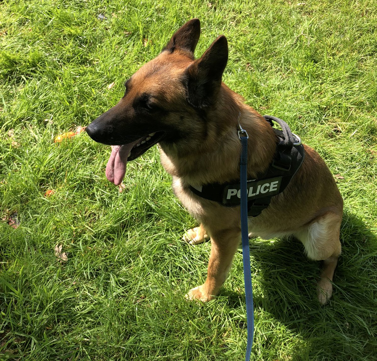 StaffsDogs's tweet photo. #shift3 Note to anyone trying to hide their stash.. don’t do it while Pd Colt is searching for a misper in the same area ..🐶🐾 you will be pleased to know he took his handler straight to where u tried to hide your drugs ⚖️and 💵 👍 Awesome job PdColt..@StokeSouthNPT #teamwork🐶 https://t.co/li8T23THFY