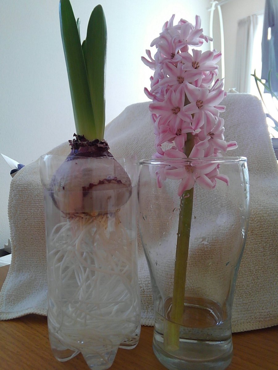 オンタ 年6月1日に Gessi Tori2に移行しました 去年 初めてやってみた球根の水栽培が楽しかったので今年も準備 4枚目 今から2ヶ月ほど冷蔵庫で休ませます チューリップ ヒヤシンス一番花を切ったところ ヒヤシンス二番花は 去年の再アップ