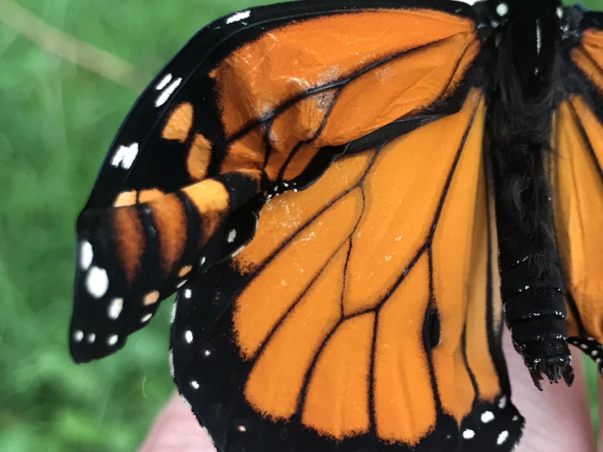 Michelle tweet media