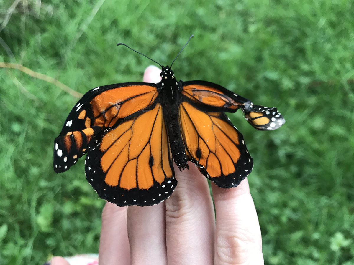 Michelle tweet media