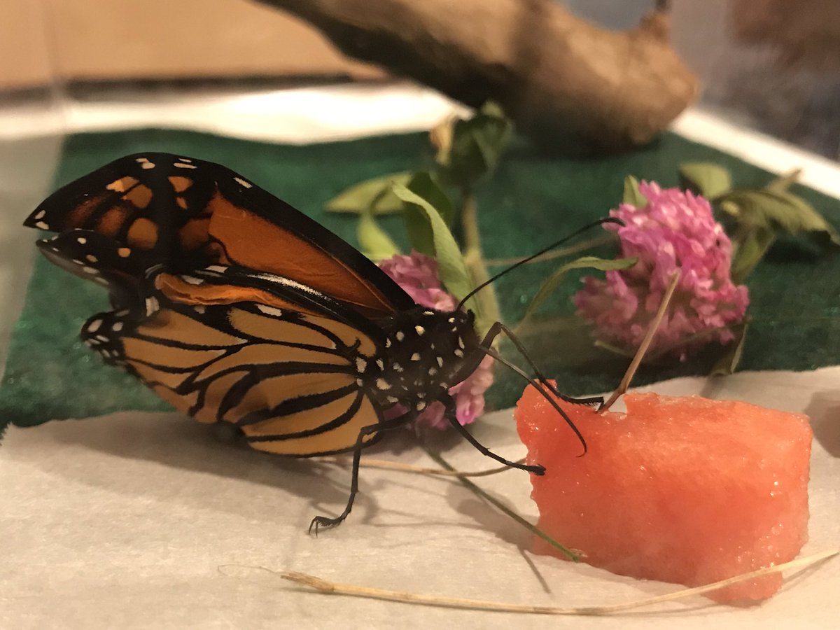 Michelle tweet media