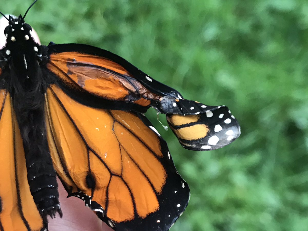 Michelle tweet media