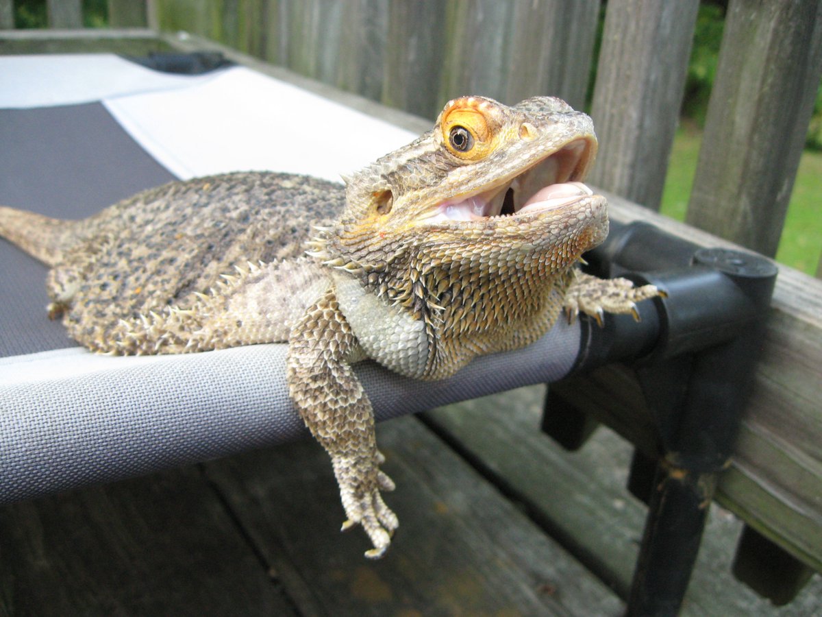 PookieDigi4Ever's tweet photo. MoMo, my 10-year-old beardie, was channeling her inner Bei this afternoon on Callie's hammock. #danglingleg #toocute #hammock #lookingforsharks https://t.co/f9JssIAtTo