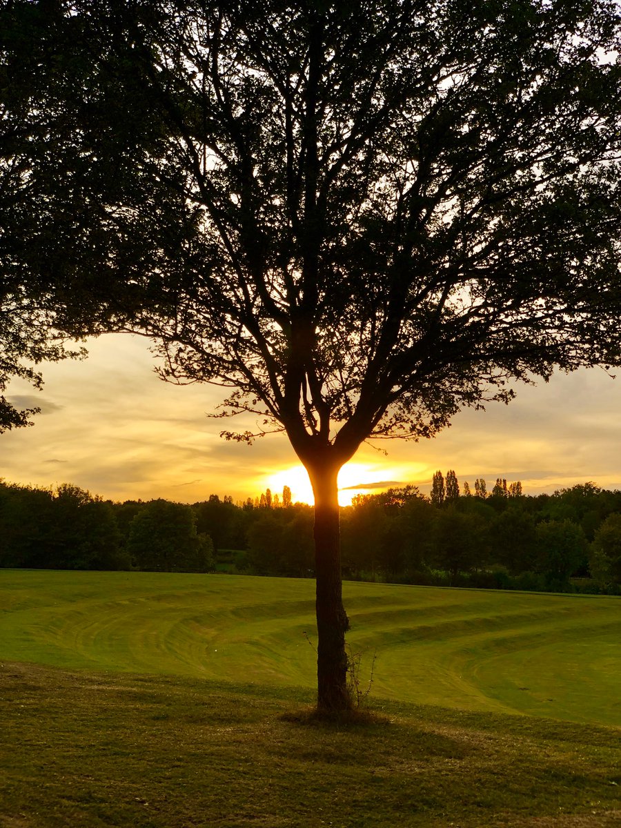 scenesfromMK's tweet photo. #mksunset #goldentree #campbellpark #lovemk https://t.co/ASP0KRvhzf