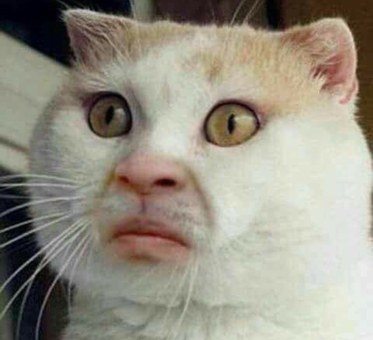 EFH7EJKXsAArwyk?format=jpg&name=medium