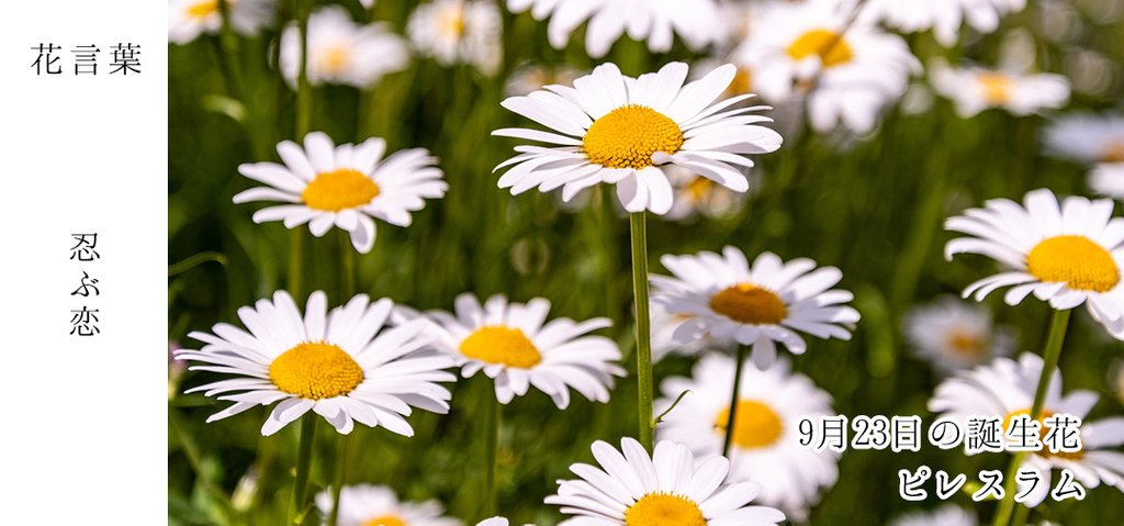 花キューピット I879 Com 公式 Twitterren 9月23日の誕生花 ピレスラム お誕生日おめでとうございます 花言葉 は 忍ぶ恋 庭植えや鉢植え 切り花でも楽しめる万能な花 あなたはこんな人 じっくり考えてから行動を起こす 同じ誕生日の有名人 叶 花キューピット I879 Com 公式 Twitterren 9月23日の誕生花 ピレスラム お誕生日おめでとうございます 花言葉 は 忍ぶ恋 庭植えや鉢植え 切り花でも楽しめる万能な花 あなたはこんな人 じっくり考えてから行動を起こす 同じ誕生日の有名人 叶