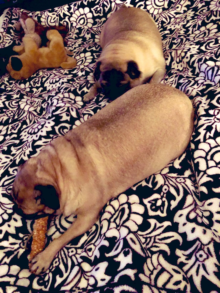 LisaAlesci's tweet photo. Two happy, clean pups that smell like baby shampoo๐๐๐พ๐พ๐๐ #Pugs #AdoptDontShop #DougAndDaniel https://t.co/TzJpIcGH8X