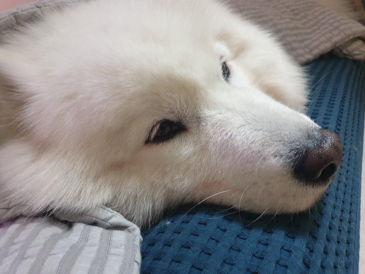 polarsom's tweet photo. 솜이야 일어나 https://t.co/yyKFrHAuYx