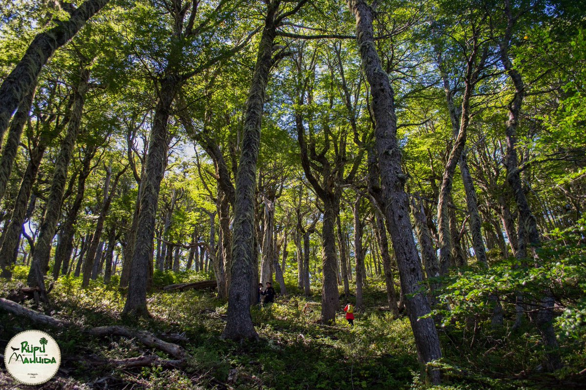 MahuidaRupu's tweet photo. Comienzan los aires primaverales y junto a ellos los brotes y el color verde se intensifican. 🌳🌱👣

#rüpumahuida #forest #spring #colors #green #outside #nature #landscape #earth #outdoors #adventure #trekkers #tourism #travel #enjoy #trekking #hiking #south #araucania #chile https://t.co/LWCvKkFdlv